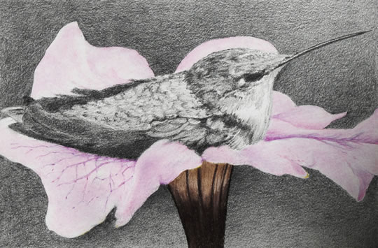 "Peaceful Flower Bed" Graphite Drawing by Jack Morley of Rowe Gallery